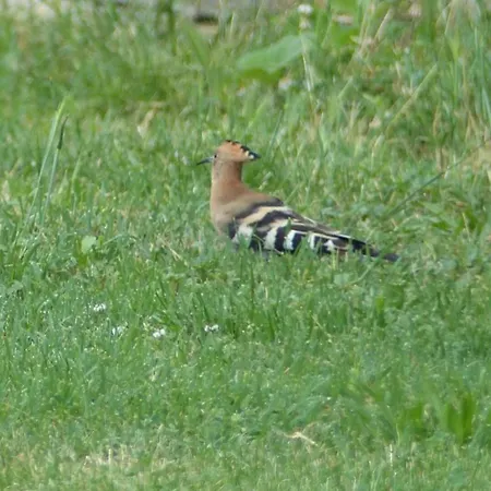 Hébergement de vacances Souleilla De La Nine *