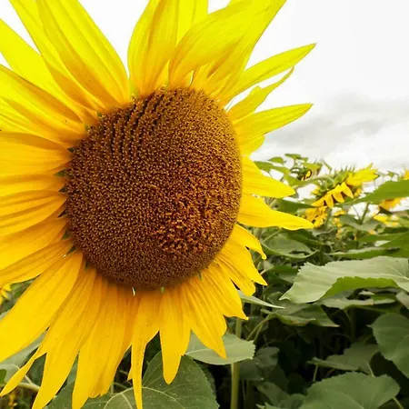 Souleilla De La Nine Canens