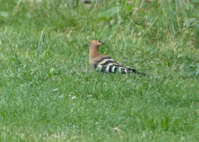 Feriehus Souleilla De La Nine *