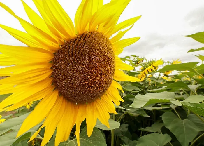 Souleilla De La Nine Canens